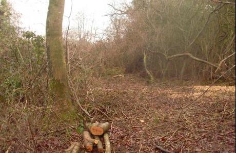 decimated blackthorn thicket